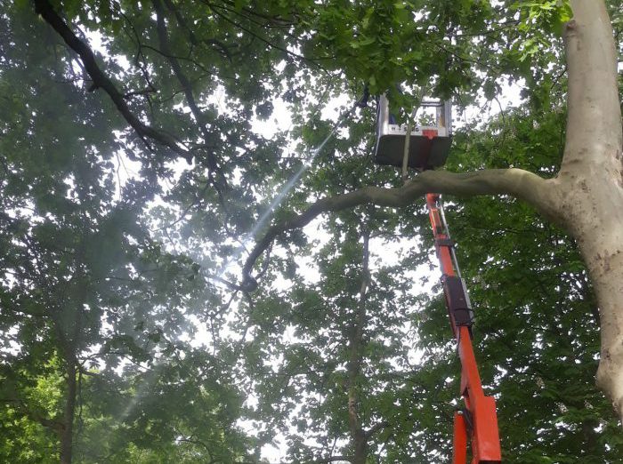 Processierups spuiten met hoogwerker